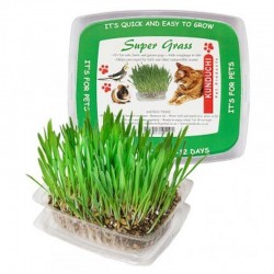 Cat Super Grass
